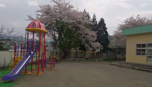 ☆園庭の桜が満開になりました☆